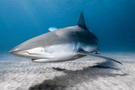 2025/07/Shark-warming.jpg