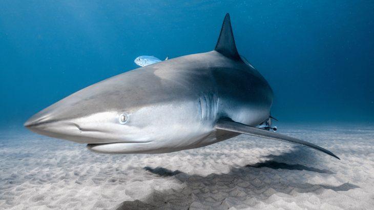 2025/07/Shark-warming.jpg
