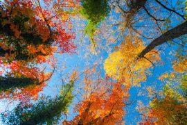 2025/07/Forest-design.jpg