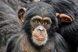 2025/07/World-Chimpanzee-Day.jpg