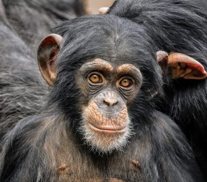 2025/07/World-Chimpanzee-Day.jpg