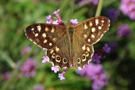 2025/07/farmland-butterfies.jpg