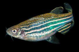 2025/07/Fish-gene-hearing.jpg