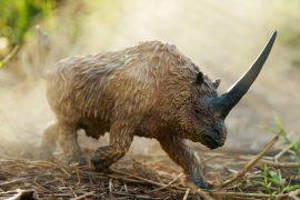 2025/07/Rhino-evolution.jpg