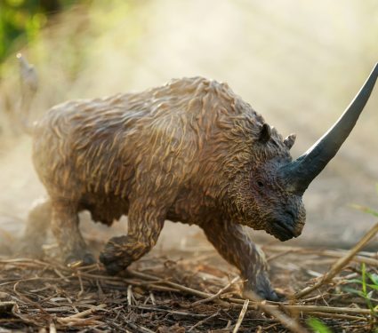 2025/07/Rhino-evolution.jpg