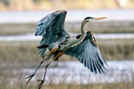 2025/07/Birds-migrate.jpg