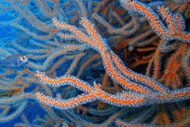 2025/07/Earths-oceans.jpg