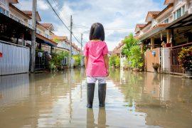 2025/07/Forest-removal-flood.jpg