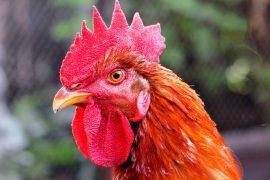 2025/07/Male-bird-gene-.jpg