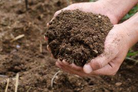 2025/07/nitrogen-soil.jpg