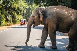 2025/07/elephant-risks3.jpg