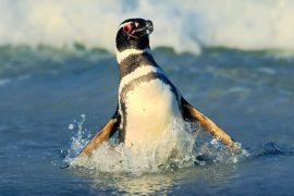 2025/07/Penguin-ocean2.jpg