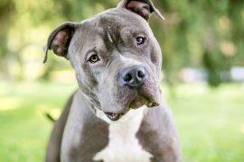 2025/07/Dogs-judge-people.jpg