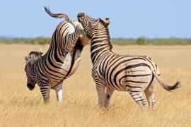 2025/07/Animal-fight.jpg
