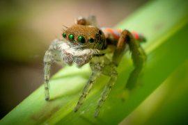 2025/07/Jumping-spiders-wasp.jpg