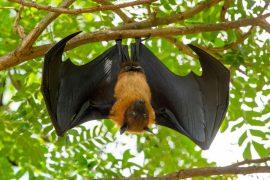 2025/07/bat-hands2.jpg