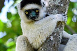 2025/07/Gene-editing-endangered-species.jpg