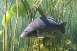 2025/07/fish-walls3.jpg