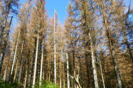 2025/07/Old-trees-dying.jpg