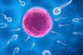 2025/07/Human-eggs.jpg