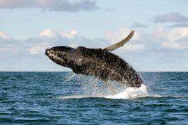 2025/07/Whale-migrate.jpg