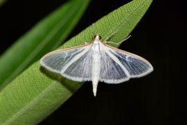 2025/07/Plant-sounds-moth.jpg