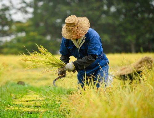 2025/07/Japanese-farming.jpg
