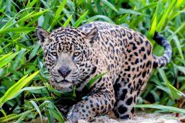 2025/07/Jaguars-survival.jpg