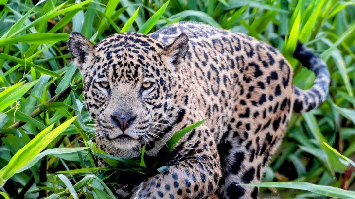 2025/07/Jaguars-survival.jpg