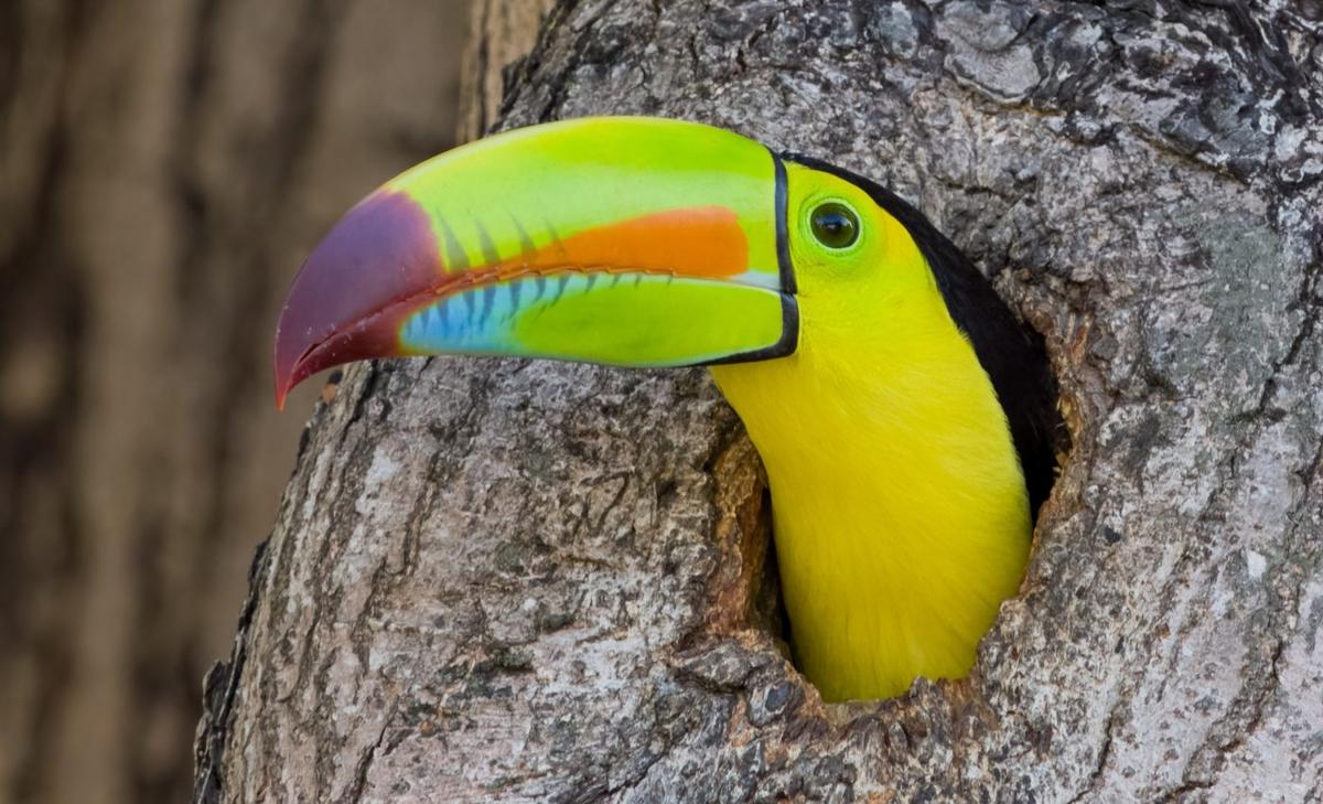 Land-use change is hurting bird diversity far more than we realized