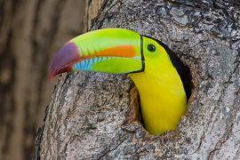 2025/07/Bird-diversity-.jpg
