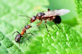2025/07/ants_queens_colonies_genetics_castes_1m.jpg