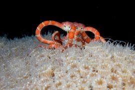2025/07/Connected-deep-sea.jpg