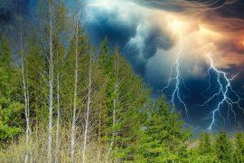 2025/07/Lightning-forest.jpg