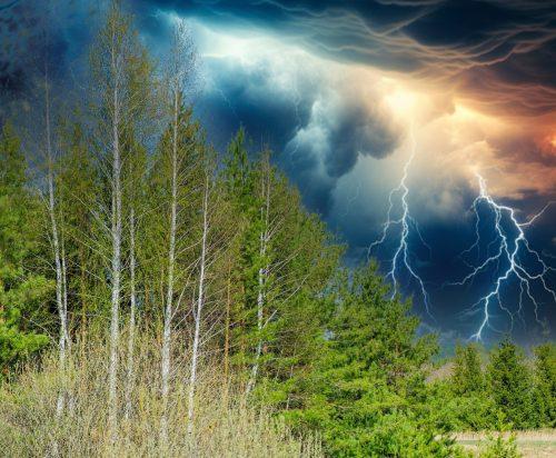 2025/07/Lightning-forest.jpg