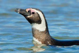 2025/07/Penguins-ocean-currents.jpg