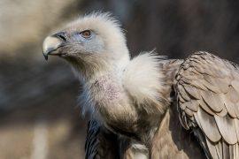 2025/07/dna-wildlife.jpg