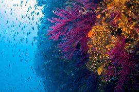2025/07/shrimp-sound-coral-health.jpg