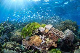 2025/07/Shrimp-sounds-coral-health.jpg