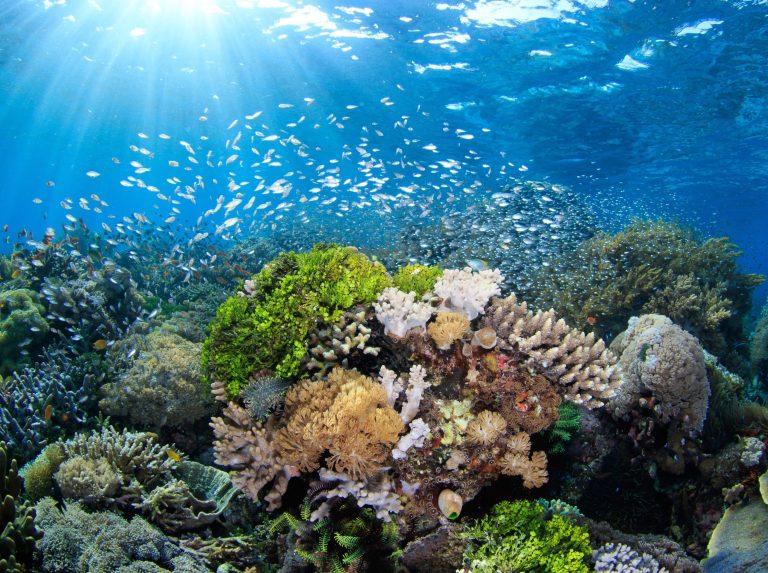 2025/07/Shrimp-sounds-coral-health.jpg