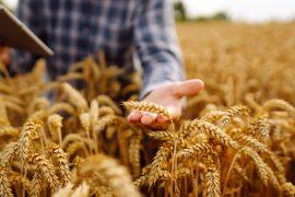 2025/07/wheat-bacteria-.jpg