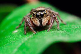 2025/07/Spiders-origin.jpg
