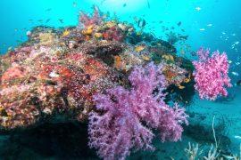 2025/07/Reef-food-webs2.jpg