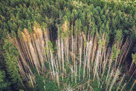 2025/07/Lightning-trees.jpg