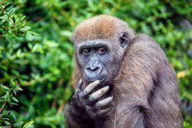 2025/07/Gorilla-aggression.jpg