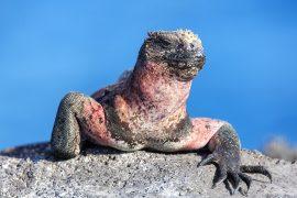 2025/07/Galapagos-iguanas.jpg