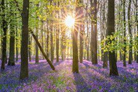 2025/07/Forest-diversity.jpg