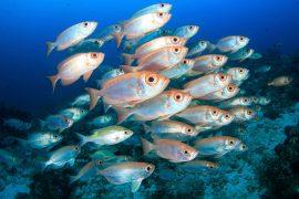 2025/07/Deep-fish-carbon.jpg
