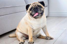 2025/07/Dog-obesity.jpg