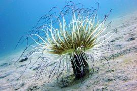 2025/07/Deep-sea-mining-damage.jpg
